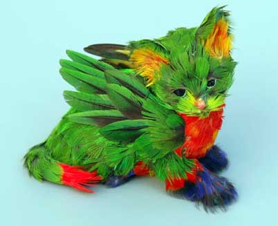 Parrot feather cat